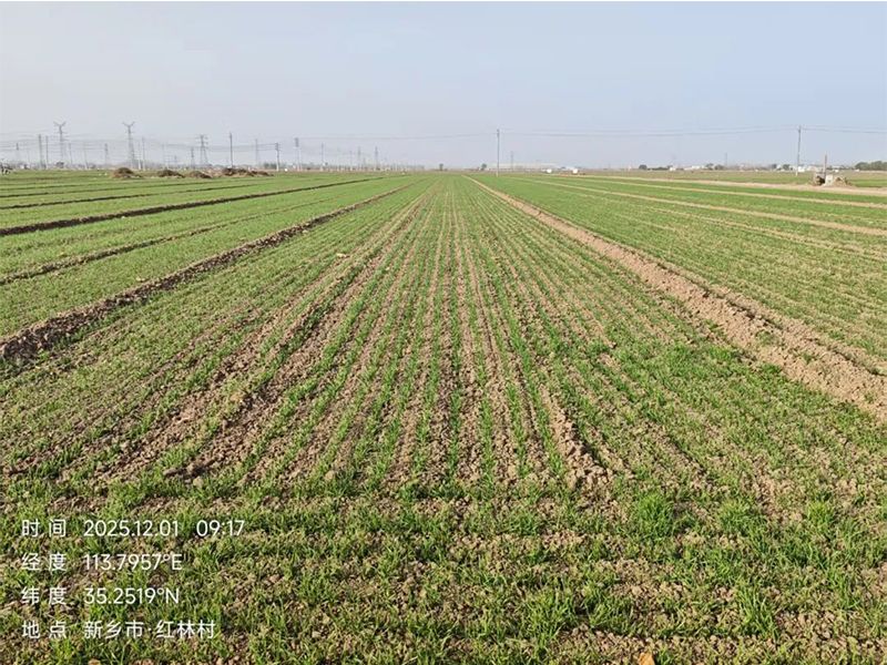 【征集合作方】國審小麥品種 德宏福麥11技術許可公開轉讓